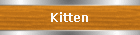 Kitten